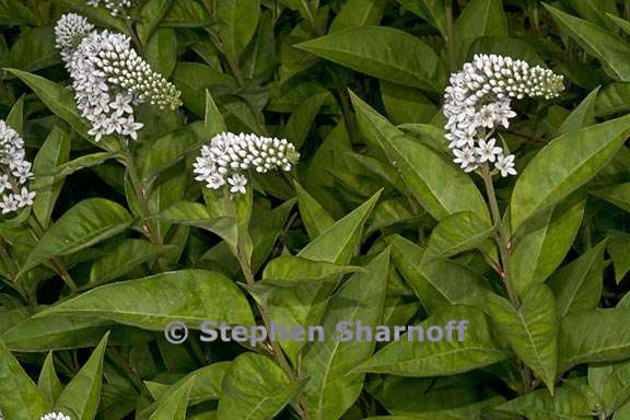 lysimachia clethroides 5 graphic